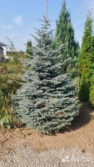 Ель голубая