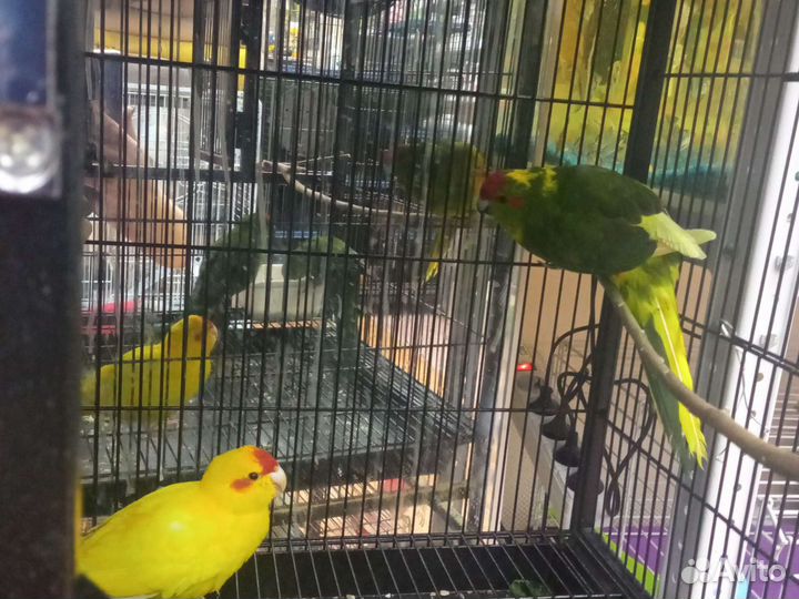 Попугай корелла