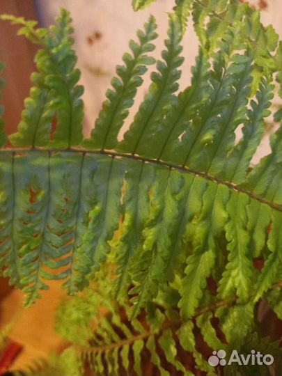 Nephrolepis exaltata cv Blonde Rita's Gold