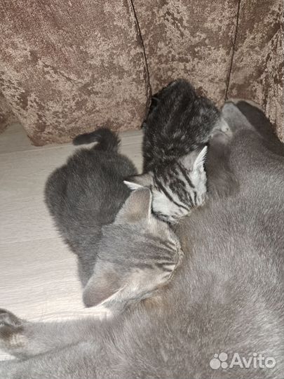 Шотландские котята
