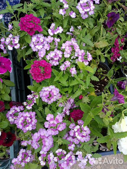 Вегетативная петуния ампельная, кустовая петуния