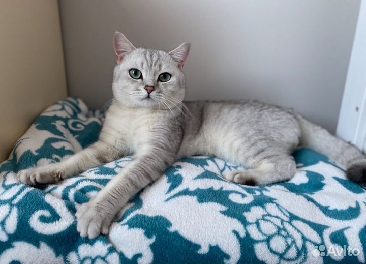 Кот вязка