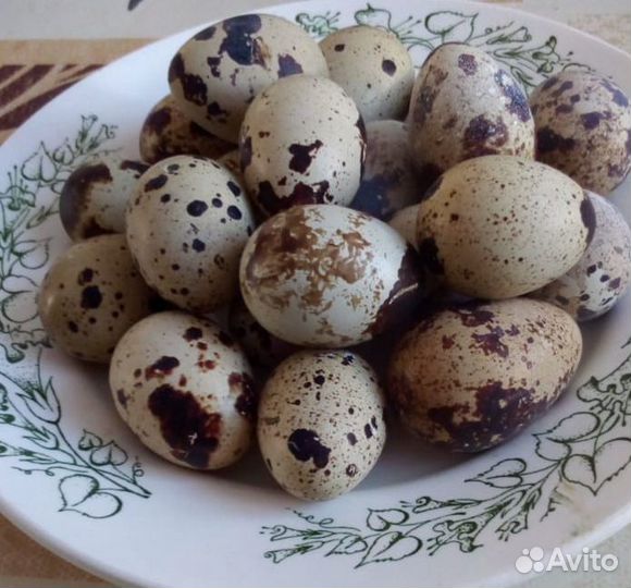 Перепел яйца мясо