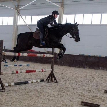 Лошадь в аренду