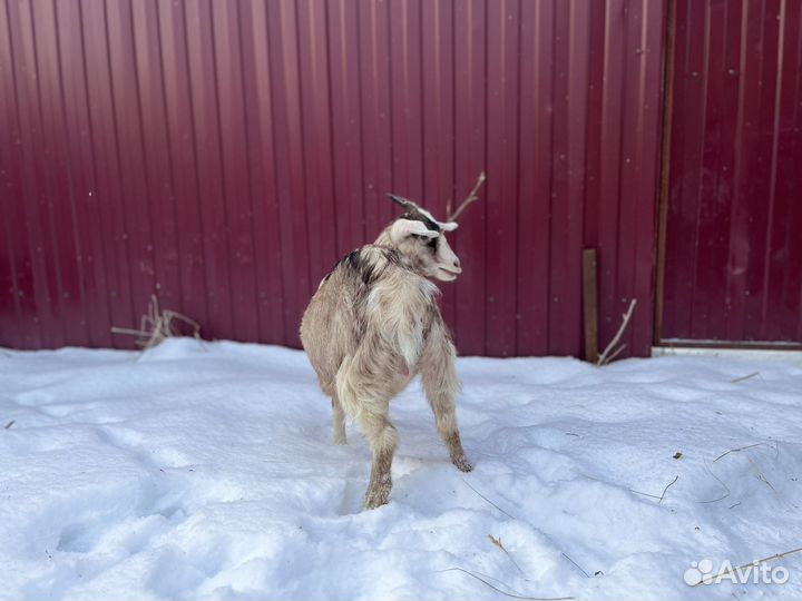 Козочки 7 месяцев. Альпо/Нубы