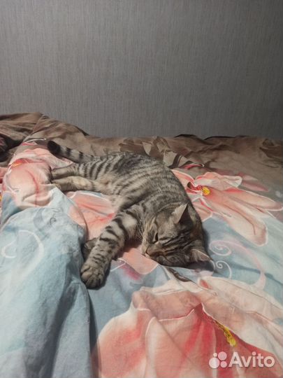 Кошка в добрые руки