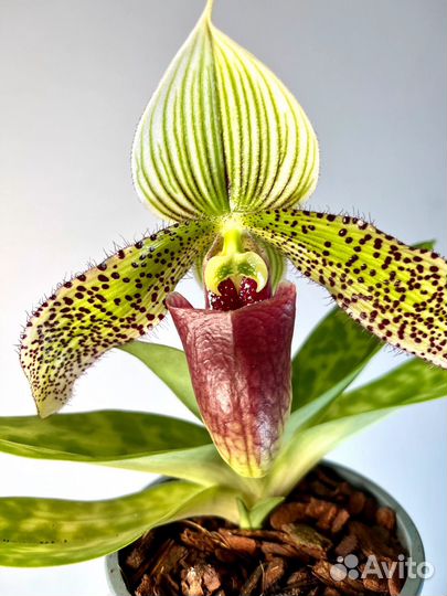 Орхидея Вьетнам: Пафики