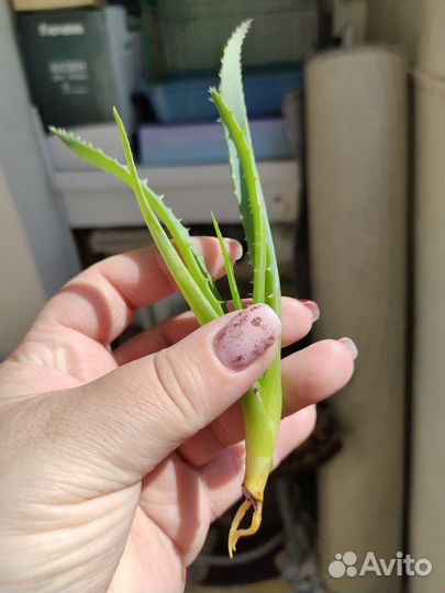 Алоэ столетник