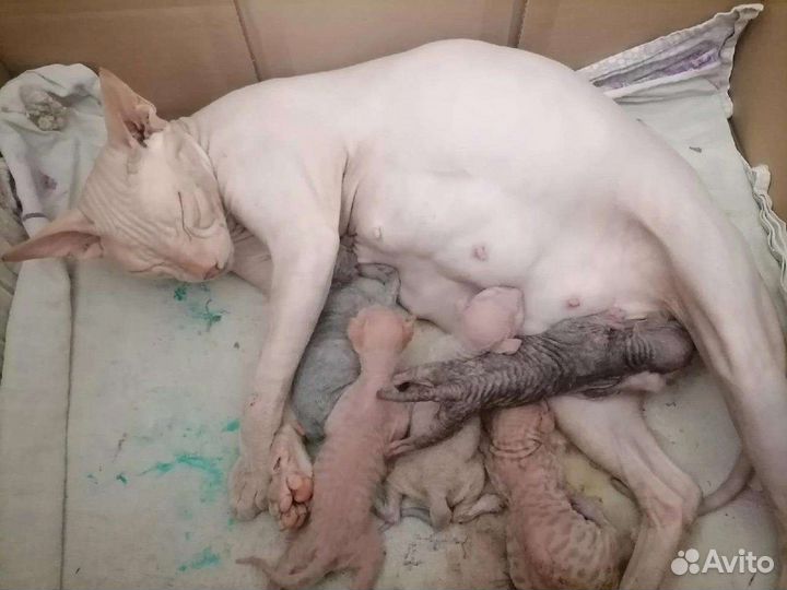 Котята донского сфинкса