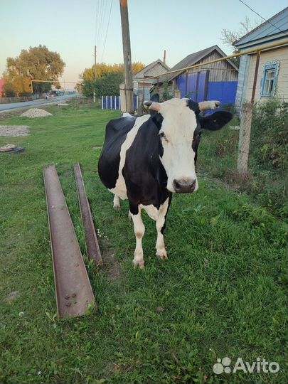 Корова дойная