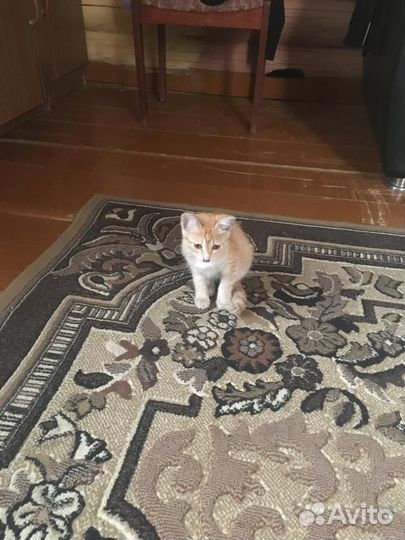 Котенок бесплатно