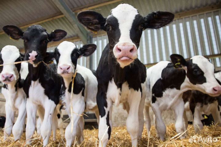 Бычки и телки на откорм