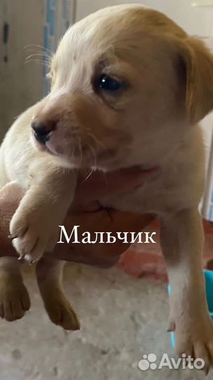 Щенки питбуль