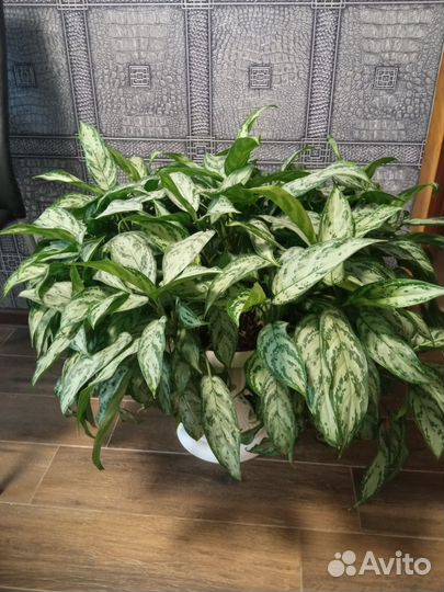 Диффенбахия