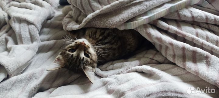 Отдаем кошку