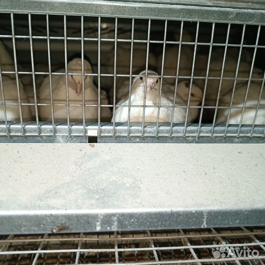 Перепела продажа