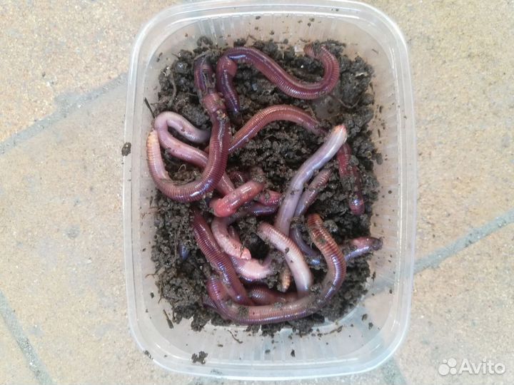 Червь дендробена, для рыбалки