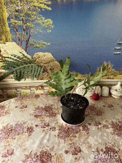 Папоротник