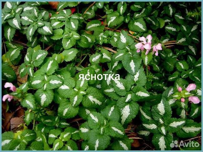 Додекат,кровохлеб,печеночн,увуляр,дармер,яснотка