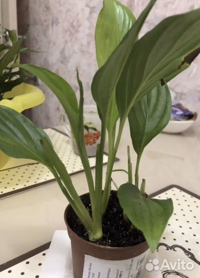 Спатифиллум, женское счастье