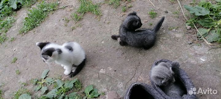 Котята в добрые руки