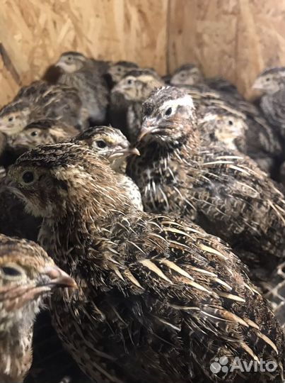 Перепела,инкубационное яйцо