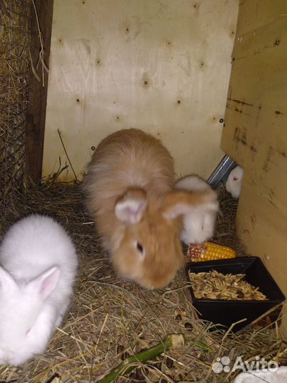 Пухов.кролики,пухов коза