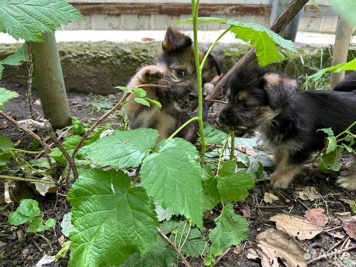 Отдам щеночков в добрые руки