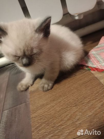 Кошка в дар бесплатно