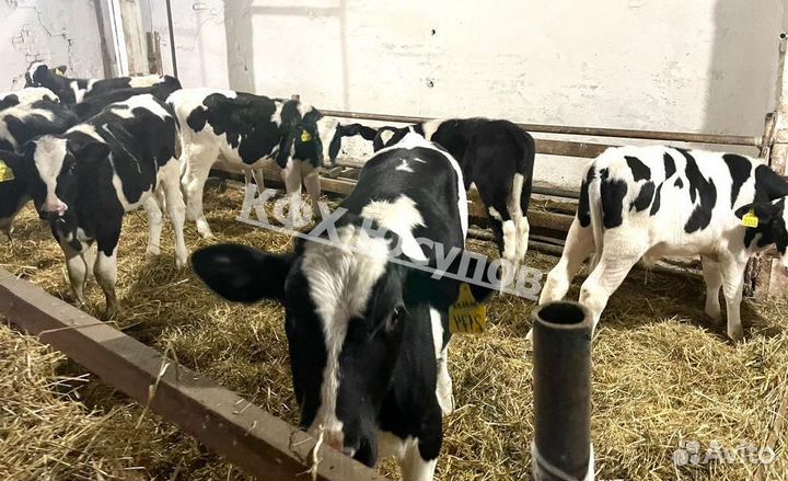 Телята бычки