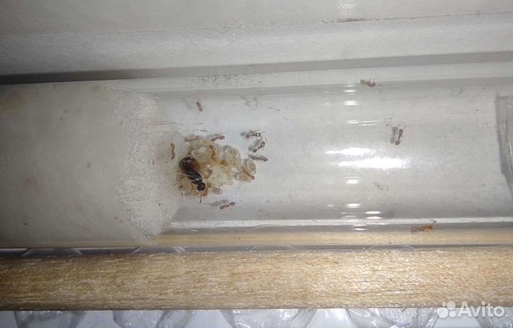 Муравьи messor structor