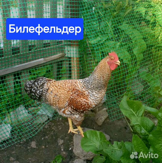 Молодые петухи