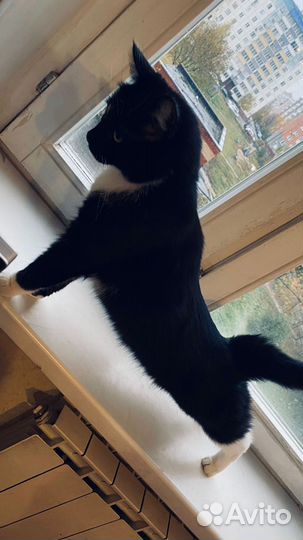 В добрые руки