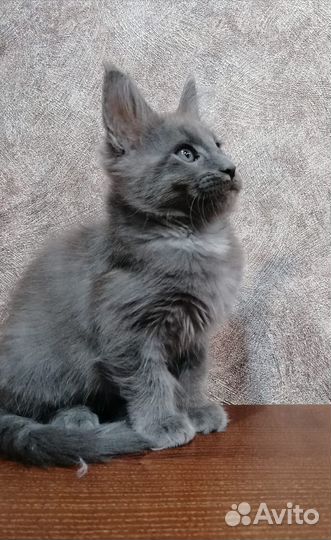 Котята мейн-кун
