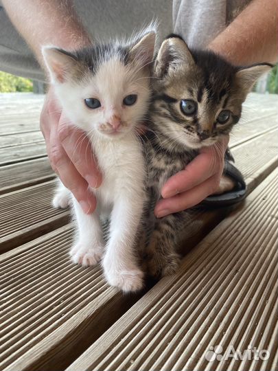 Котята в добрые руки