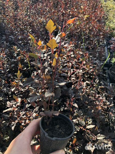 Пузыреплодник калинолистный