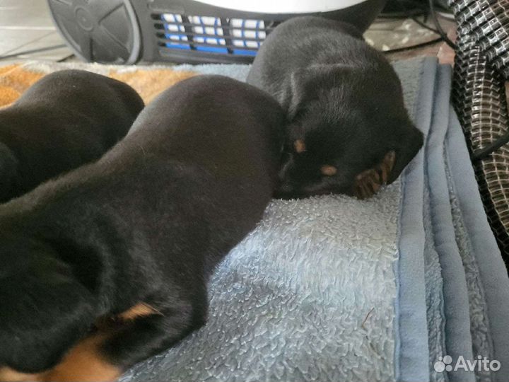 Собака ягдтерьер