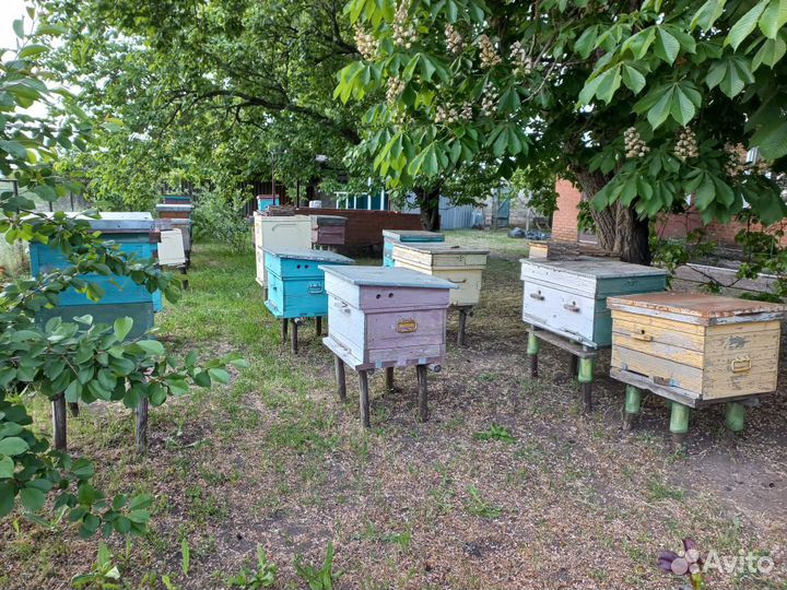 Пасека, пчелосемьи