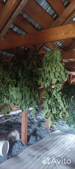 Веники дубовые