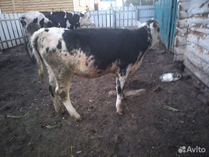 Корова дойная