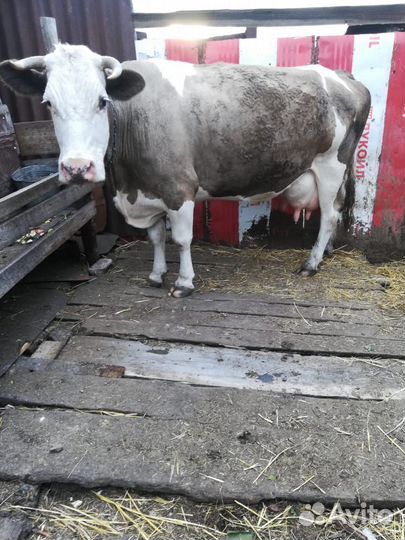 Продается дойная корова