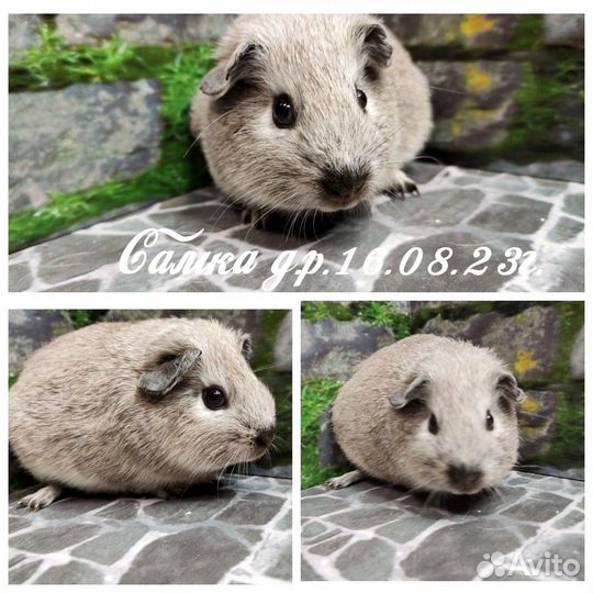 Морские свинки серебро Агутти из Питомника