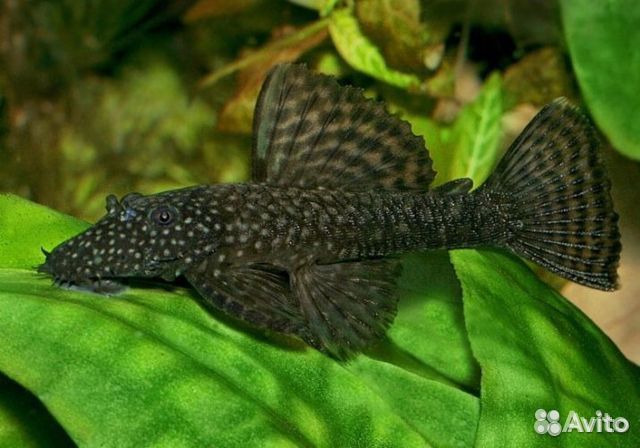 Рыбки-присоски Анциструсы (Сомики) торг