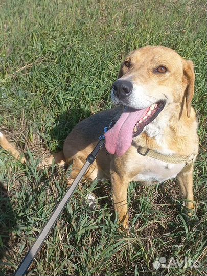 Русская гончая