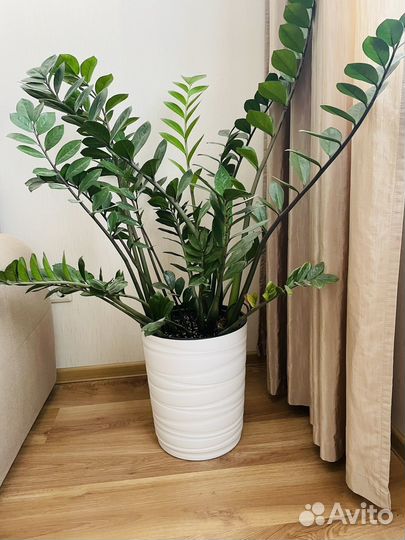 Замиокулькас