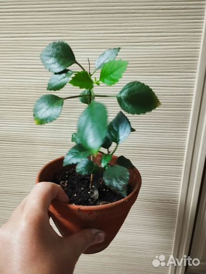 Отдам растения