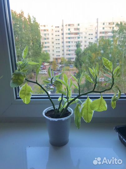 Педилантус