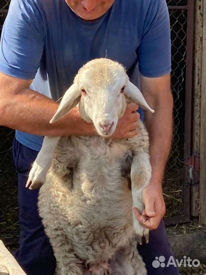 Ягнята Долан/Меринос