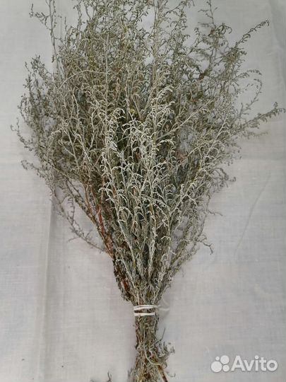 Царица полынь