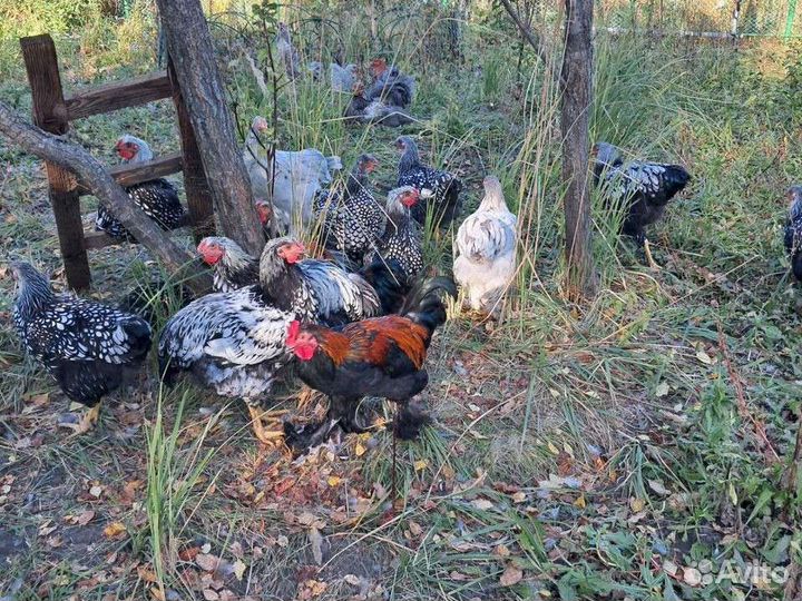 Молодые петухи